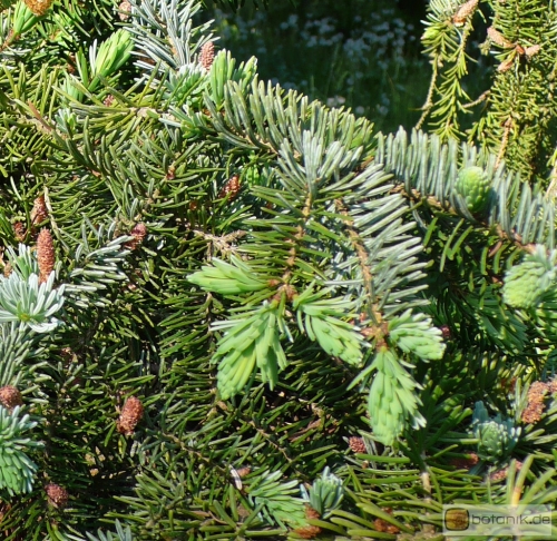 Picea omorika Elite -- Serbische 'Elite' Fichte